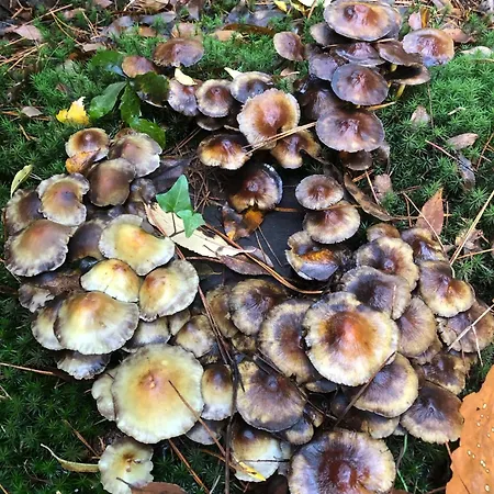 Chalet Rustoord Ontspannen Op De Veluwe