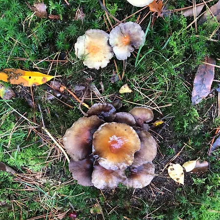 Rustoord Ontspannen Op De Veluwe Chalet